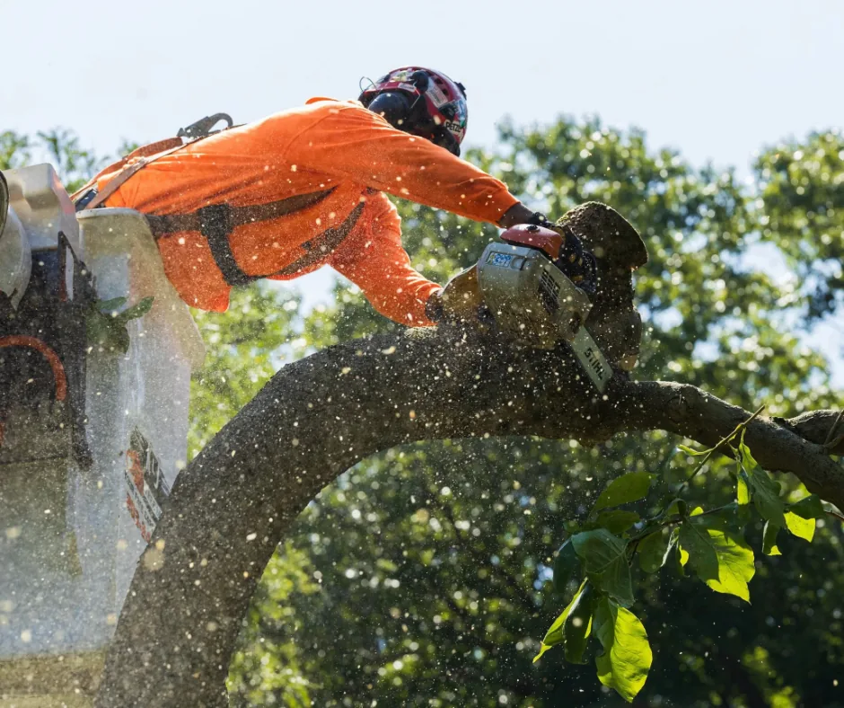 Arborist in a bucket truck cutting a large limb, tree removal in Picayune, MS
