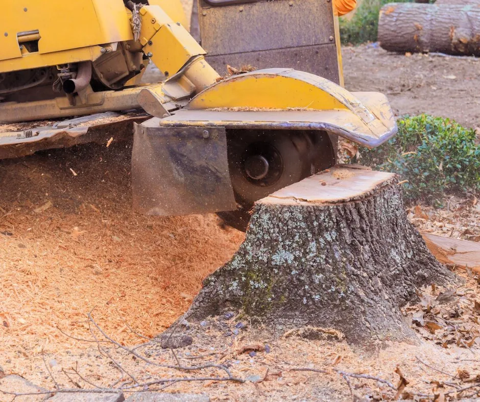 Stump grinder cutting down a tree stump, stump grinding in Picayune, MS