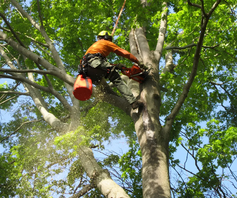 Tree climber trimming branches high in a leafy canopy, tree trimming in Picayune, MS